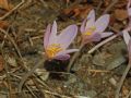 Colchicum autmnale